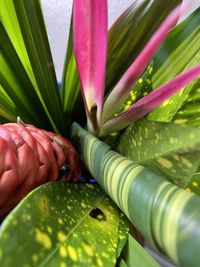 Close-up of pink flowering plant leaves