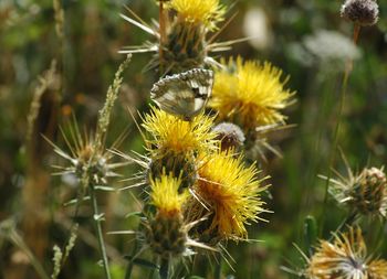 Close-up of bee on yellow flower