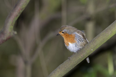 Close-up of bird perching on branch