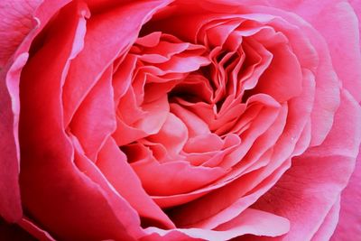 Close-up of pink rose