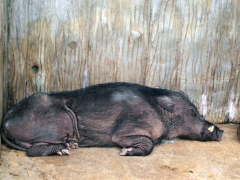 Close-up of a sleeping resting