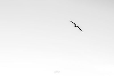 Low angle view of bird flying in sky