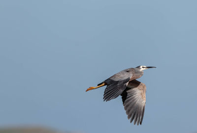 White-faced heron flying