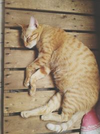 Close-up of cat sleeping