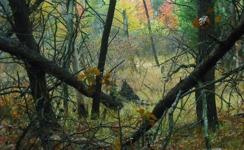 Low angle view of trees in forest