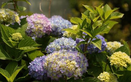 Close-up of purple flowers blooming outdoors