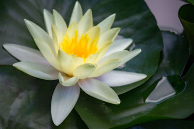 Close-up of water lily in pond