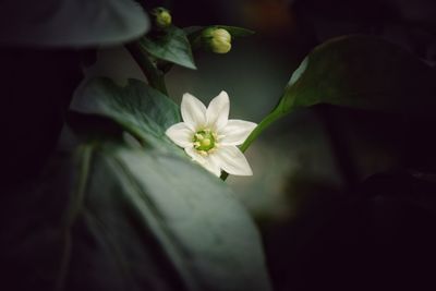 Close-up of white flowering plant