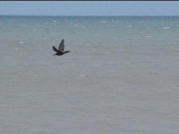 Bird swimming in sea against sky