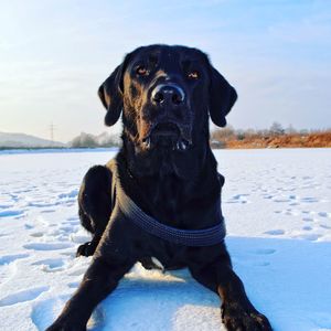 Portrait of dog on snow covered field