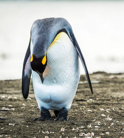 High angle view of penguin on beach