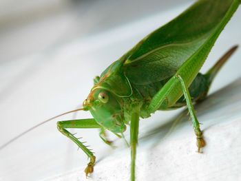 Macro shot of green grasshopper on tiled floor