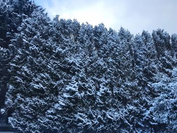 Full frame shot of snow covered trees