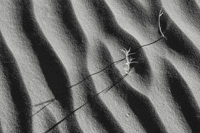 High angle view of insect on shadow