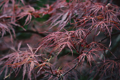 Close-up of dried autumn leaves on tree