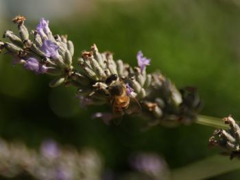 Close-up of bee on flower