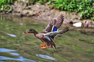 Close-up of bird flying over lake