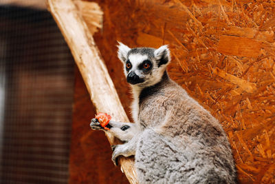 Portrait of cat on tree in zoo