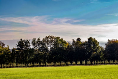 Trees on field against sky