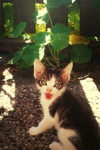 Portrait of cat in backyard