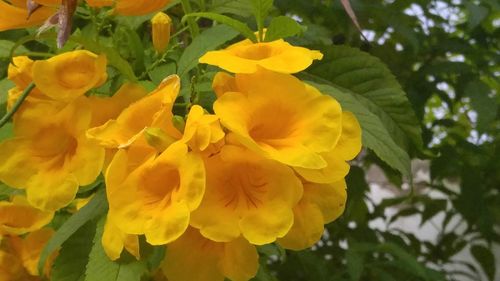 Close-up of yellow flower