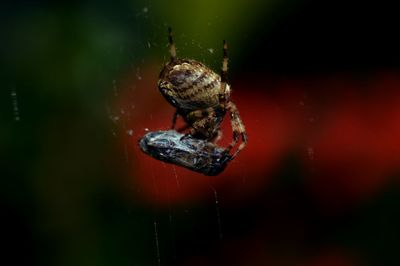 Close-up of spider on web