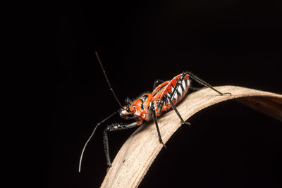 Close-up of insect on dry leaf against black background