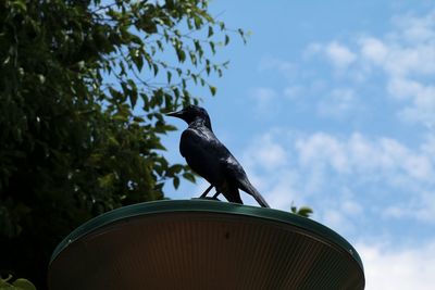 Low angle view of bird perching on tree against sky