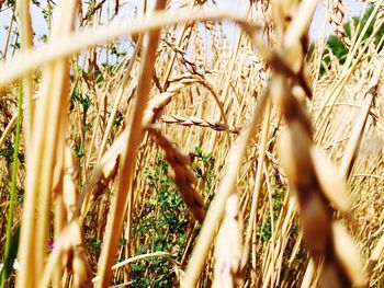 Close-up of crops on field