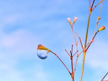 Low angle view of plant against sky