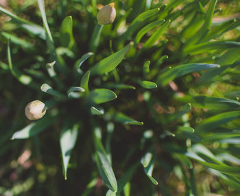 Close-up of fresh green plant