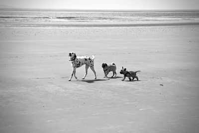 View of dogs on beach