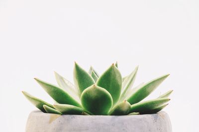 Close-up of succulent plant over white background