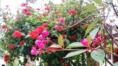 Close-up of pink bougainvillea blooming outdoors