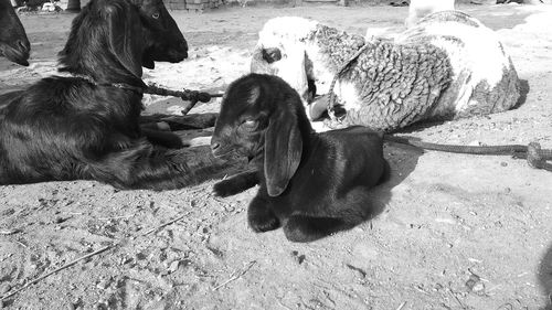 Black dog relaxing on land