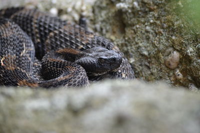 Close-up of lizard on rock