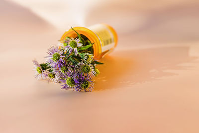 Close-up of potted plant on table