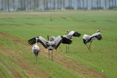 Flock of birds on a field