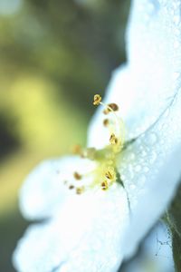 Close-up of white flower on plant