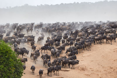 Wildebeest crossing the mara river during the annual great migration.