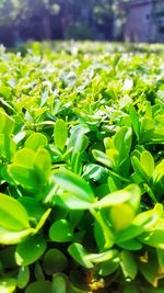 Close-up of plant growing outdoors
