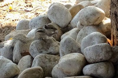 Close-up of stones on pebbles