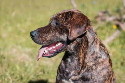 Close-up of a dog looking away