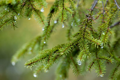 Close-up of wet pine tree