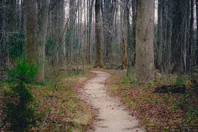 Dirt road amidst trees in forest