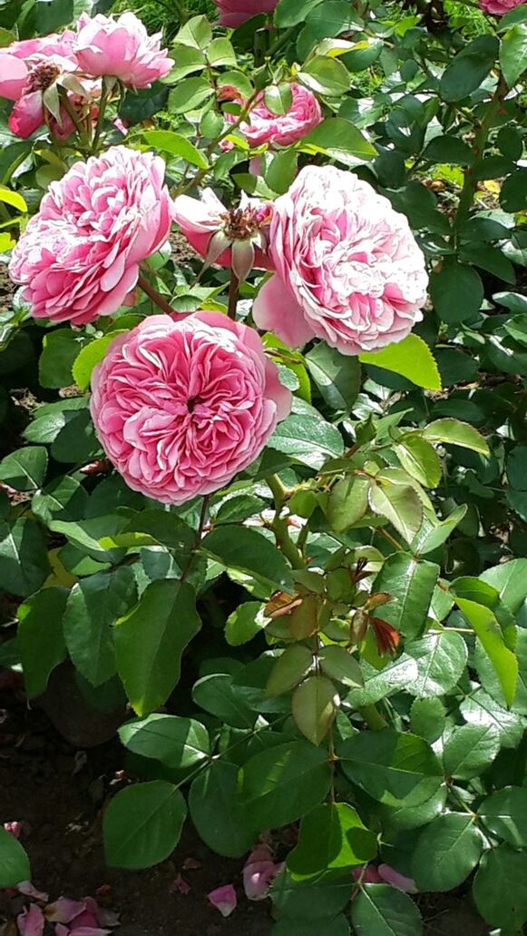 flower, freshness, petal, growth, fragility, pink color, beauty in nature, flower head, leaf, blooming, plant, nature, rose - flower, close-up, park - man made space, green color, high angle view, outdoors, in bloom, day