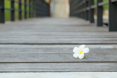 Close-up of wooden flower