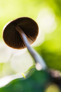 Close-up of mushroom growing outdoors