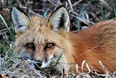 Closeup of a red fox after hunting a rodent for dinner in british columbia,  can