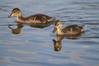 Ducks swimming in lake